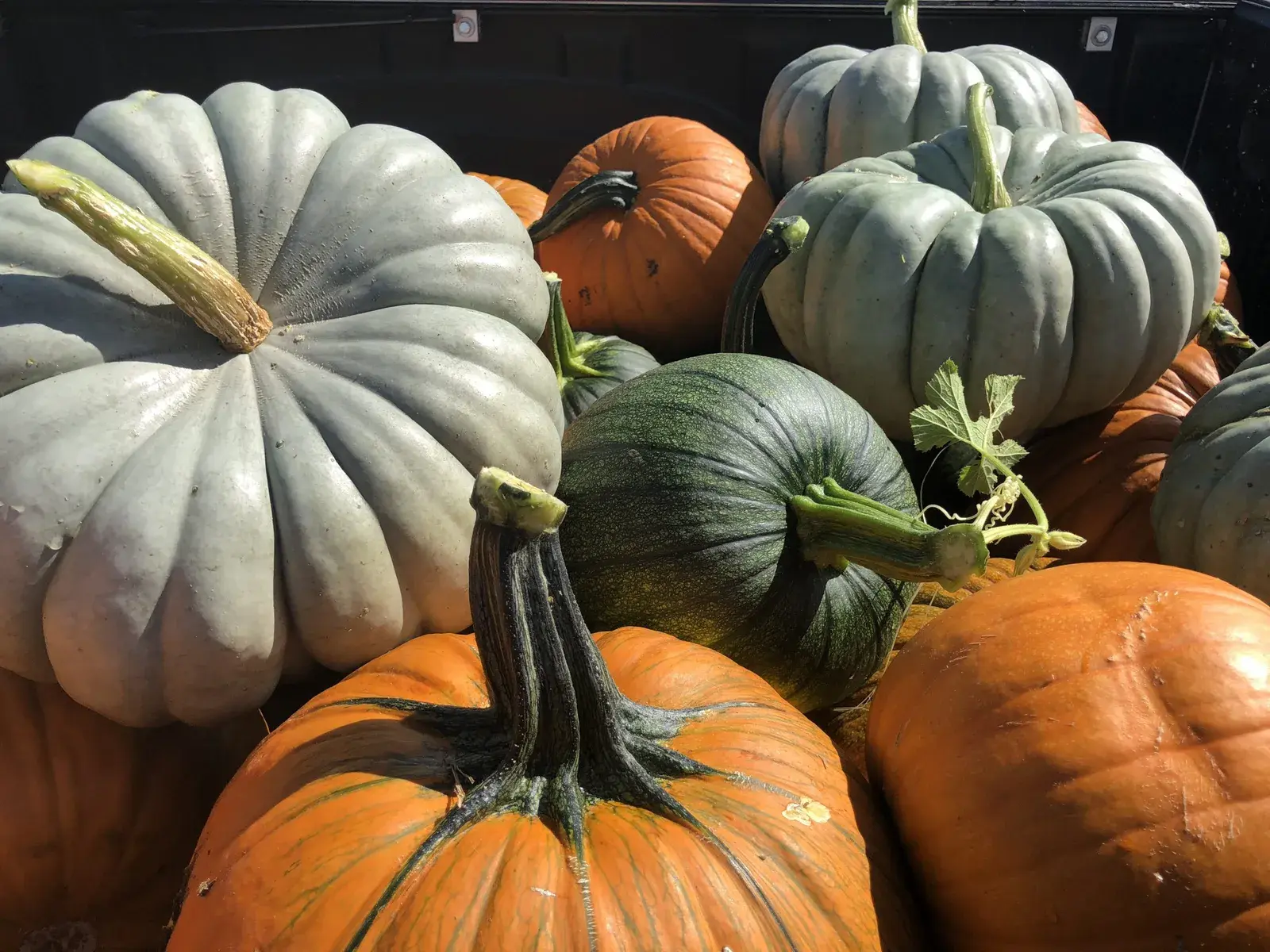 Railbikes to the Pumpkin Patch